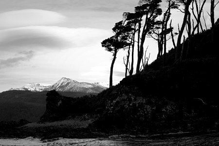 Grayscale Photo Of Trees Near Body Of Water photo