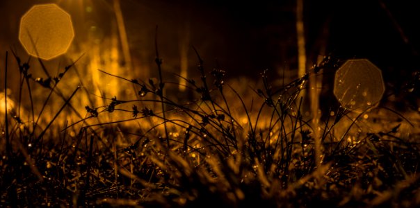 Photography Of Grasses During Nighttime photo