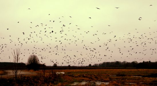 Silhouette Of Flock Of Birds
