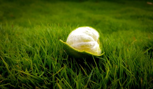 Peeled Green Lime On Green Grasses photo