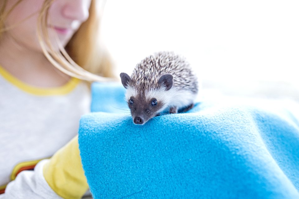 Woman Near Brown And White Rodent