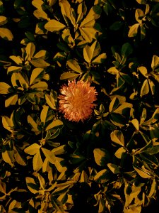 Close-up Photo Of A Flowerr