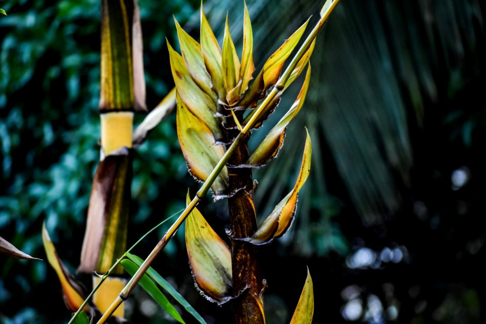 Shallow Focus Photograph Of Yellow And Green Leaf Plant