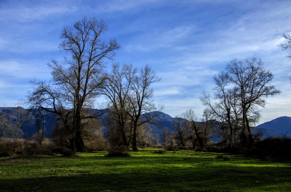 Bare Trees On Forest
