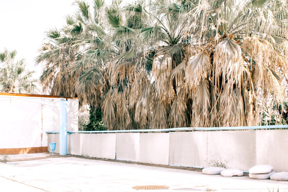 Photography Of Palm Tree Beside White Fence