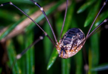 Selective Focus Photography Of Brown Spider photo