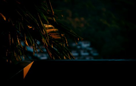 Green Palm Tree Near Balcony On Sunset Photo photo