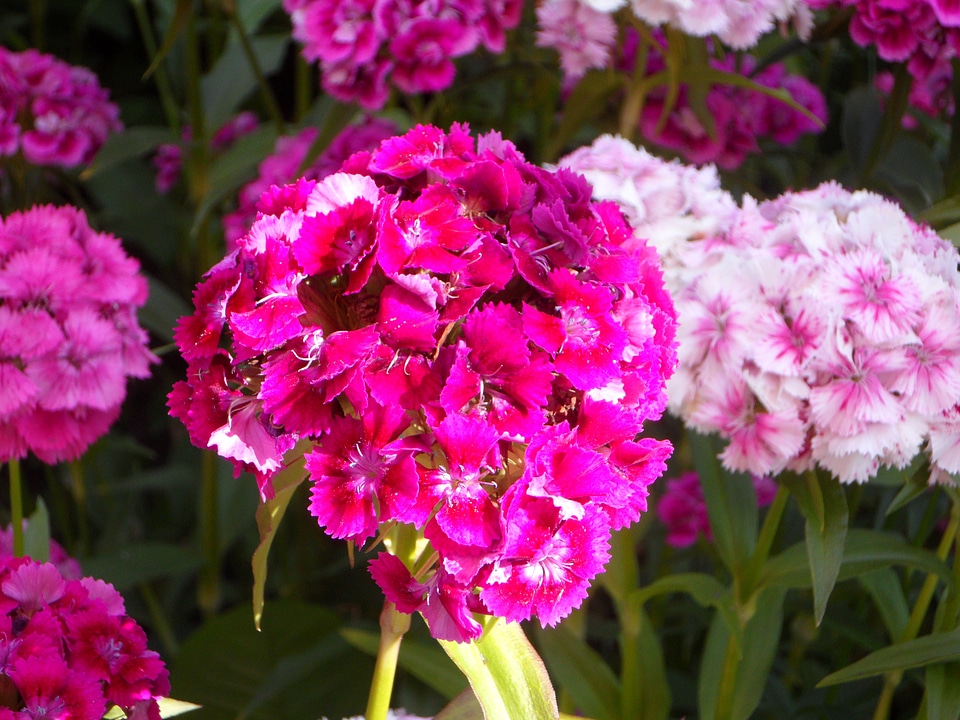 Blossom bloom flowers