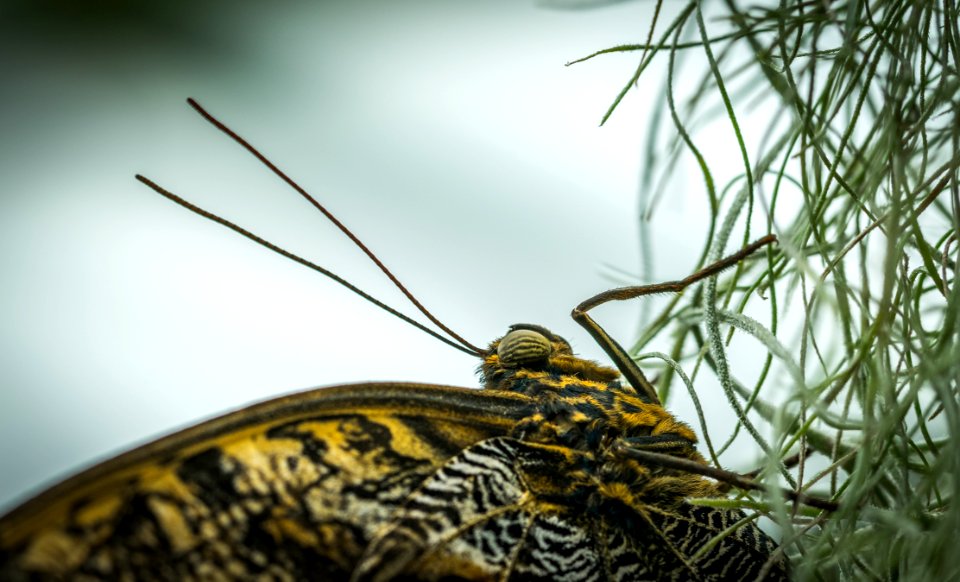 Closeup Photo Of Yellow And Black Butterfly