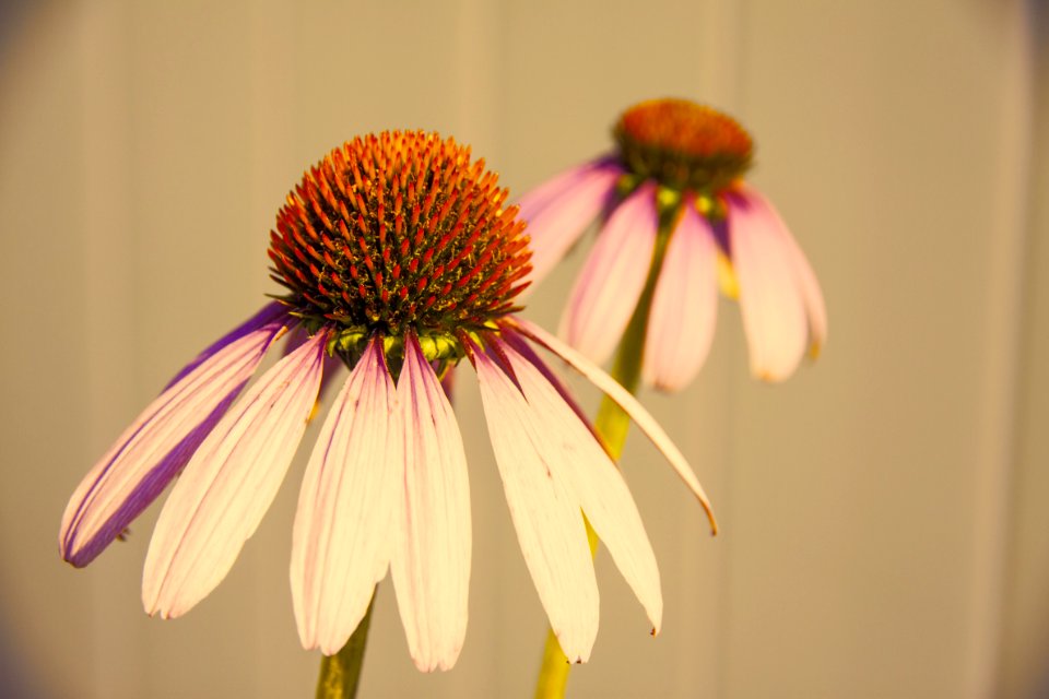 Selective Focus Photography Of White-and-purple Petaled Flower