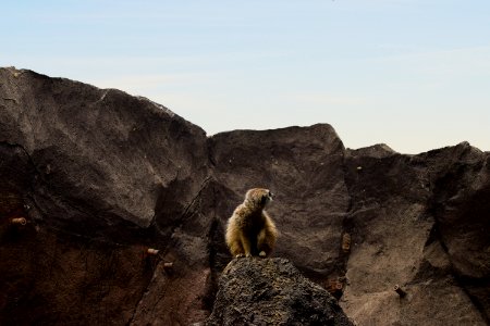 Brown Lemur On Rocky Mountain photo