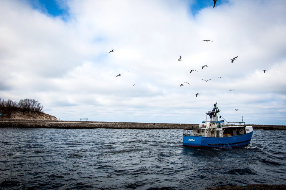 Blue And White Fishing Board Under Black Birds