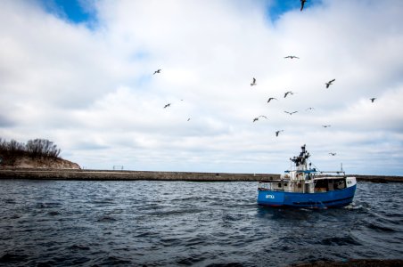 Blue And White Fishing Board Under Black Birds