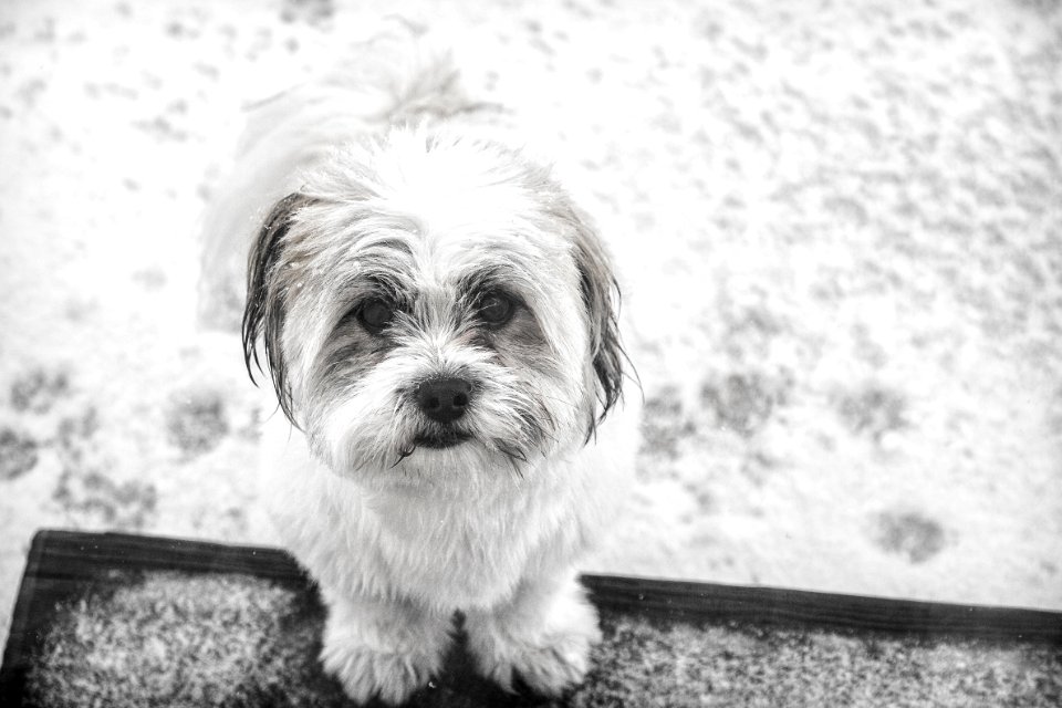 Grayscale Photo Of Shih Tzu