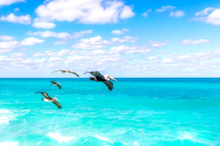 Four Brown Pelicans Flying At Daytime