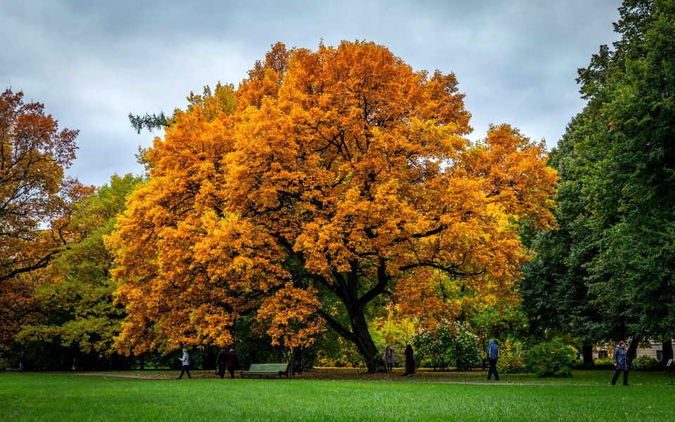 Brown Leaves Tree photo