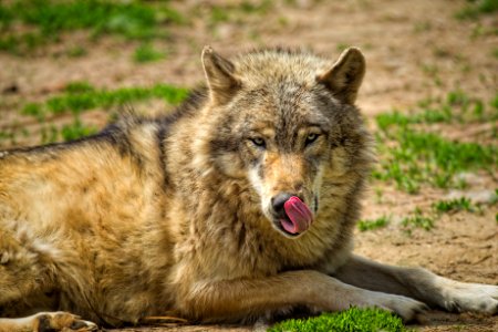 Beige And Gray Wolf On The Green Grass photo