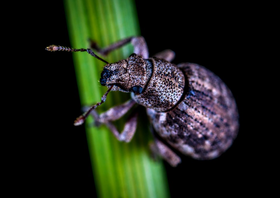 Close-up Photo Of Rice Weevil