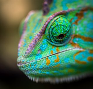 Selective Focus Photography Of Chameleon