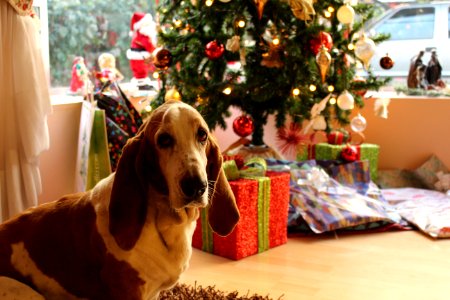 Tan And White Basset Hound Near The Christmas Tree