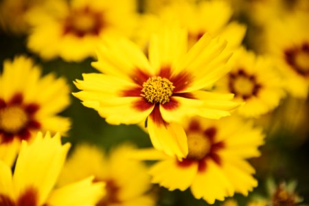 Macro Photography Of Yellow Flowers photo