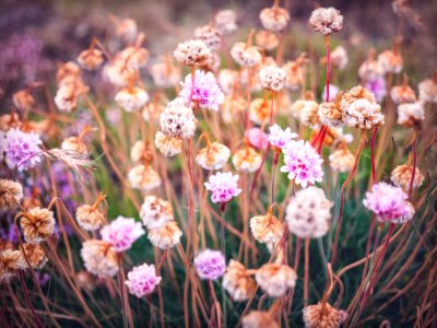 Pink Sea Thrift Flowers
