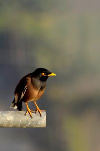 Black And Brown Bird