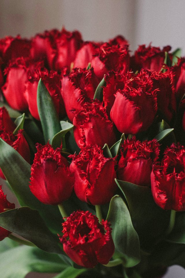 Artificial Red Tulips photo