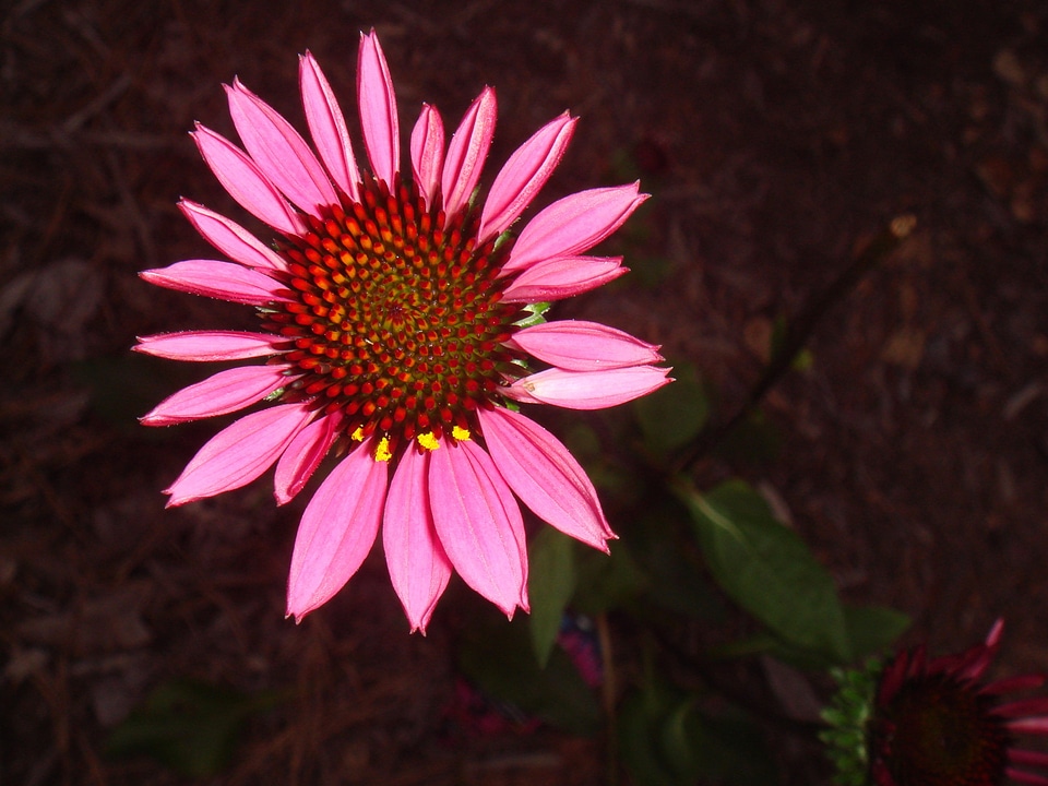 Natural blossom bloom