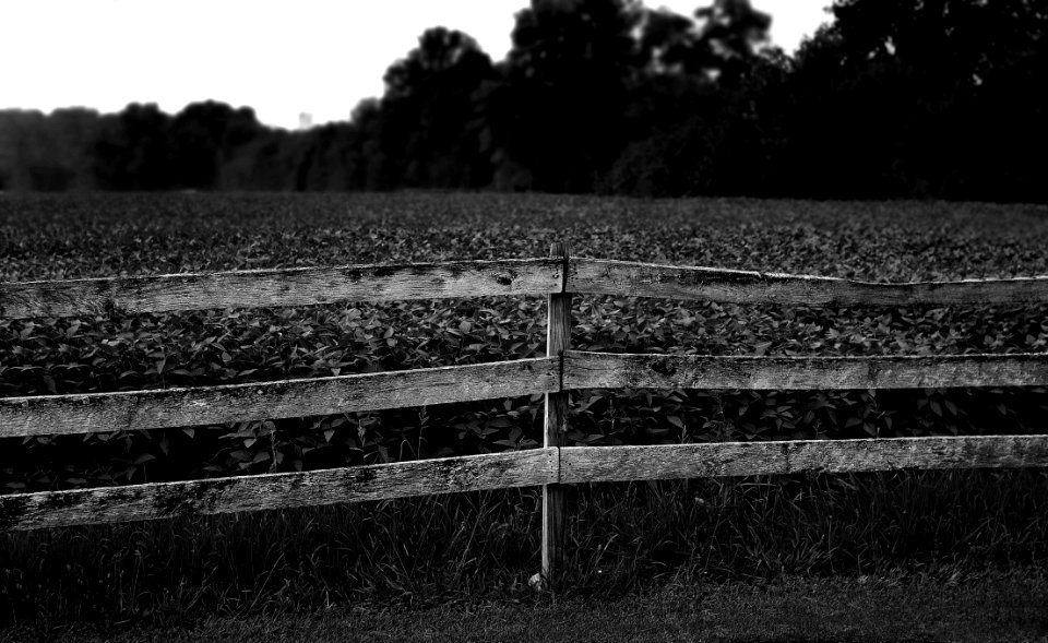 Grayscale Photo Of Plants