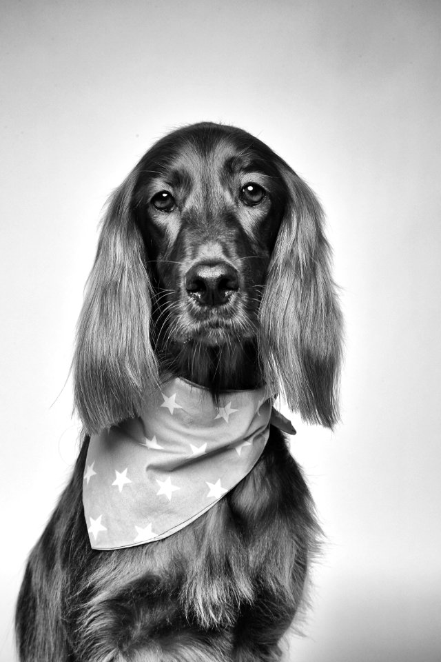 Cocker Spaniel Greyscale Photography
