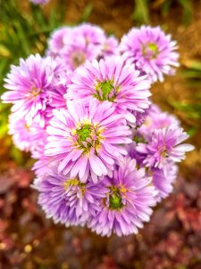 Purple Asters Closeup Photo At Daytime