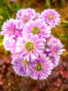 Purple Asters Closeup Photo At Daytime photo