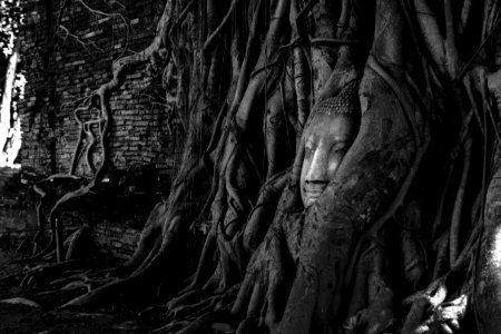 Tree Root With Deity Figurine