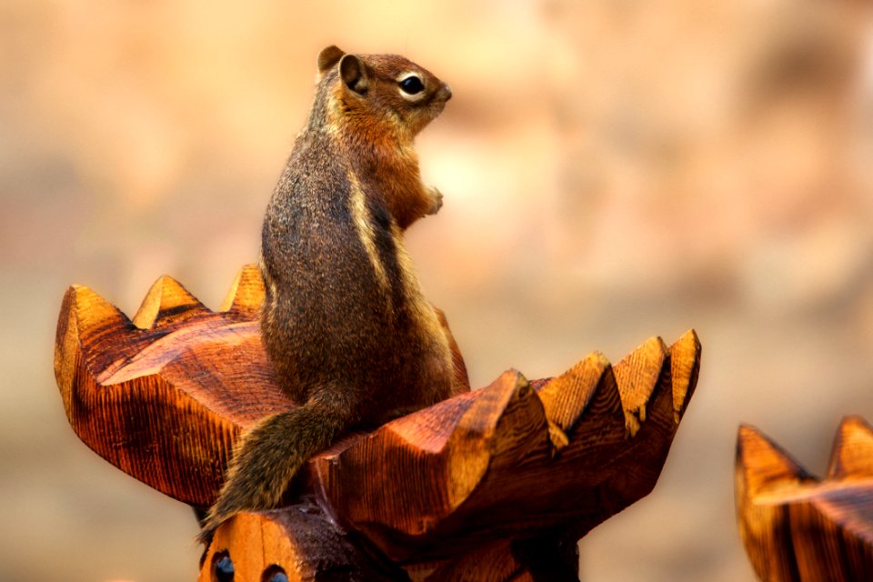 Macro Shot Photography Of Gray And Brown Squirrel On Brown Wood