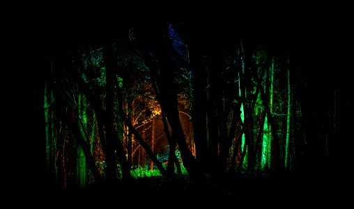 Trees With Green Light In Nighttime Photo