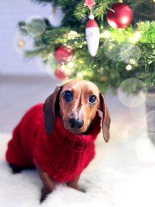 Dachshund Dog Wearing A Red Sweater photo