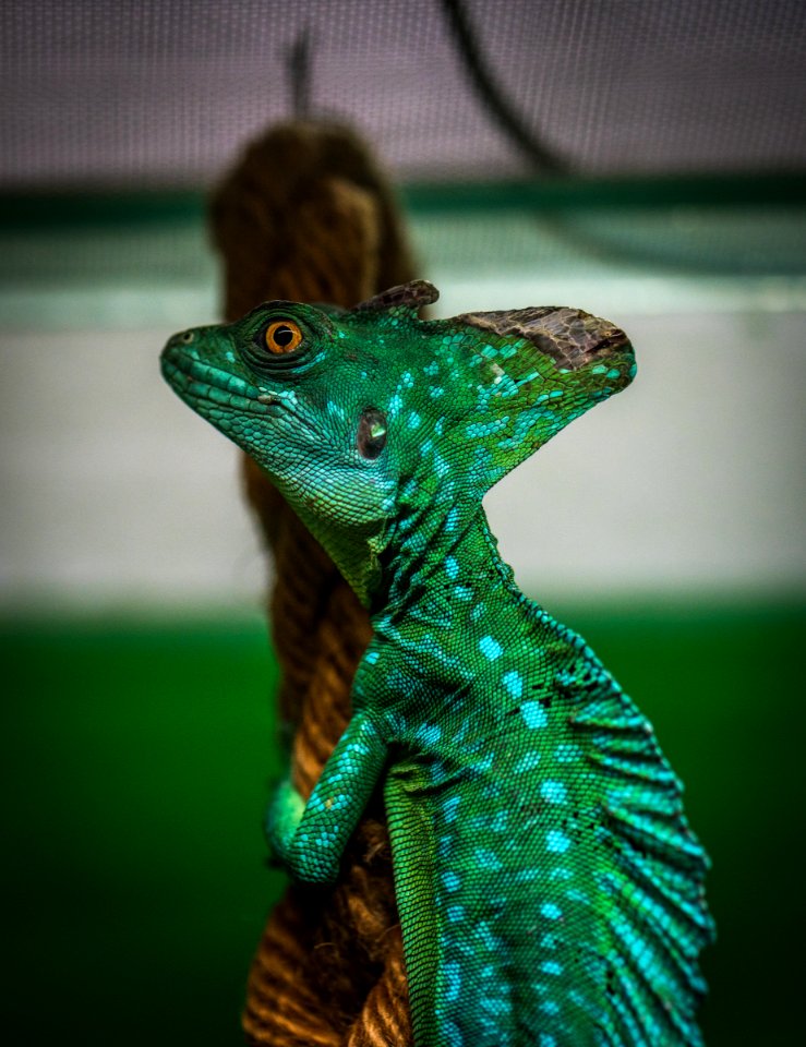 Green Chameleon On Brown Wood Slab