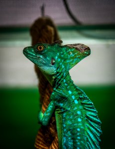 Green Chameleon On Brown Wood Slab photo