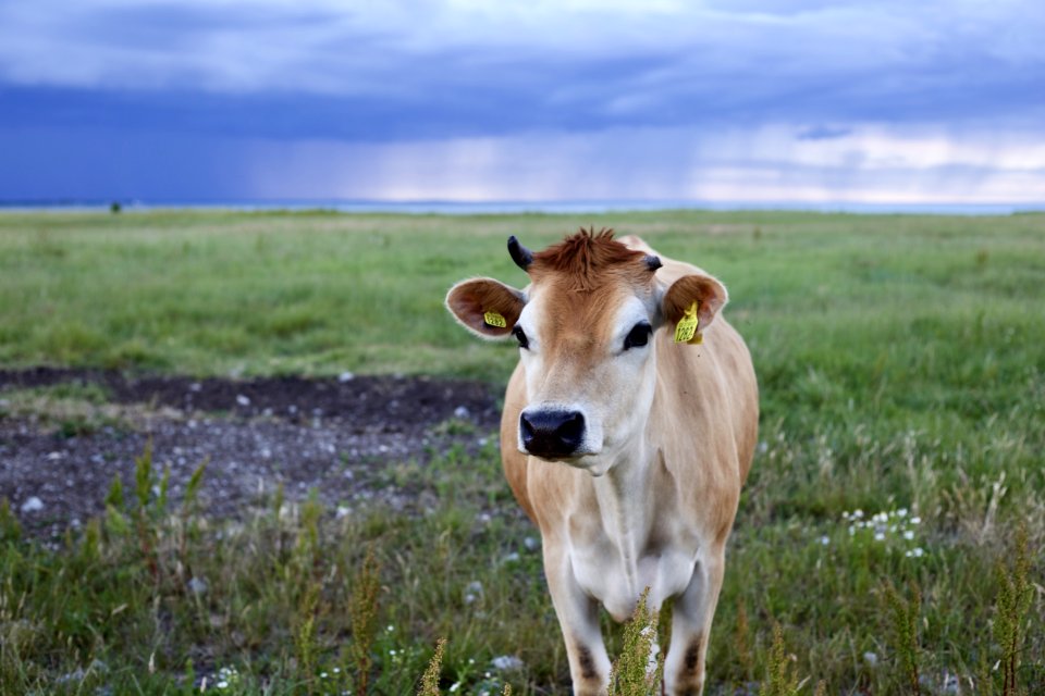 Selective Focus Of Cow Photo