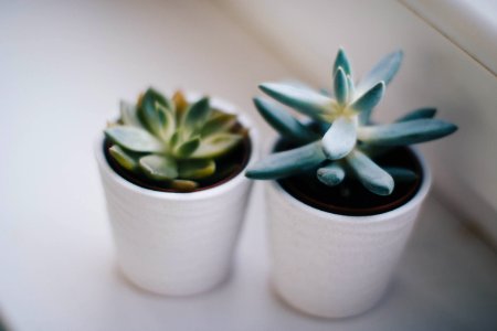 Two Green Succulent Plants photo