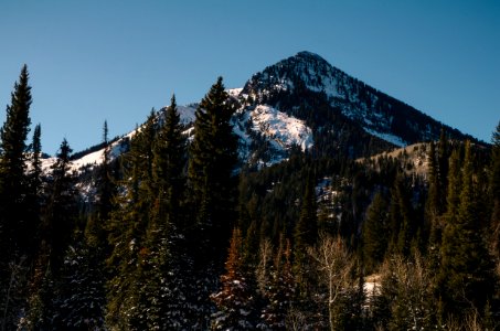Forest Trees