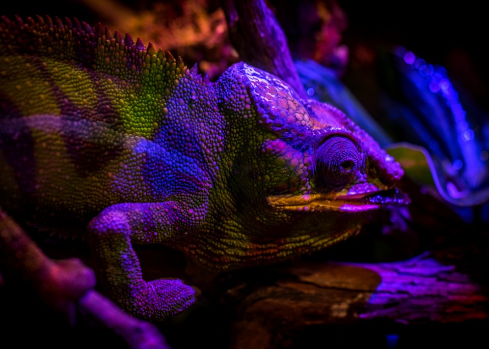Green And Purple Chameleon
