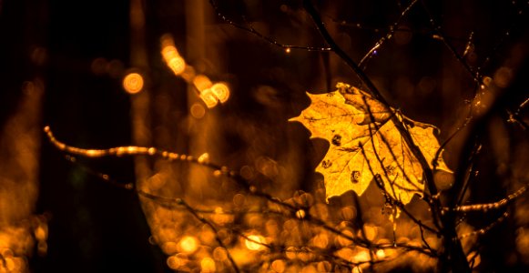 Photography Of Brown Leaf