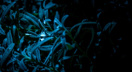 Macro Photography Of Blue-leaf Plant