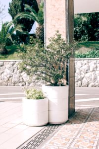 Two Green Potted Plants photo