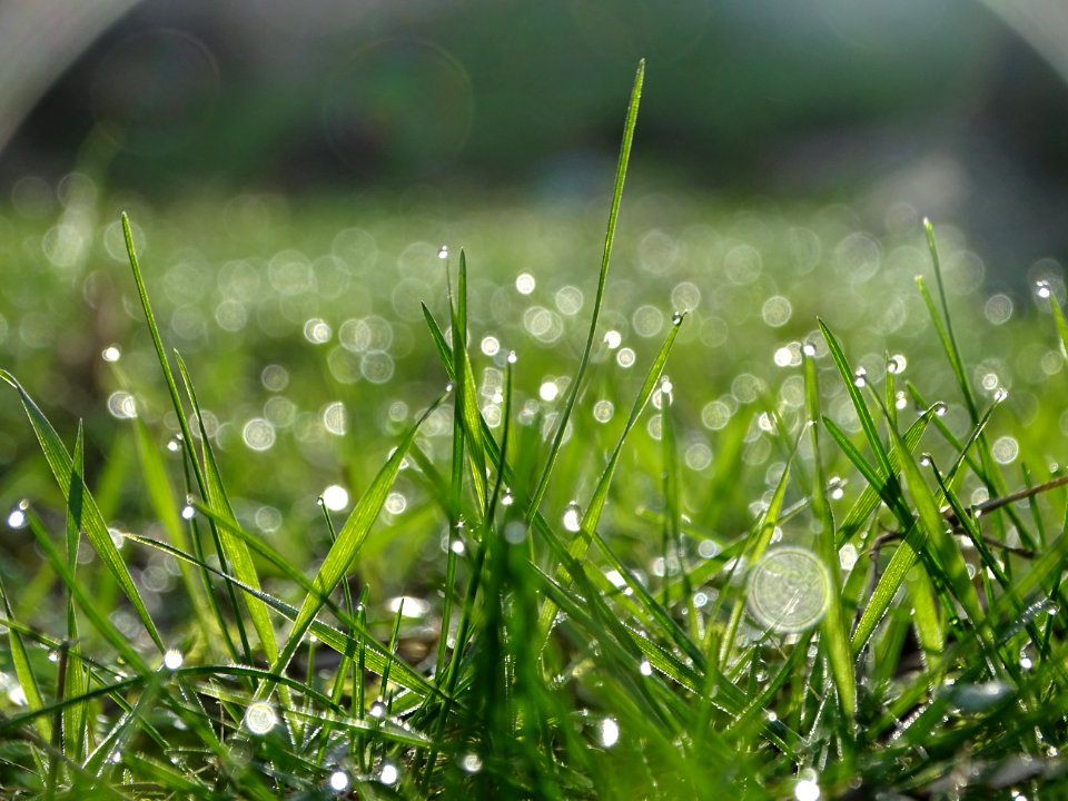 Shallow Focus Of Raindrops On Green Grass