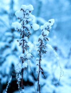 Withered Flower With Ice Particle At Daytime photo