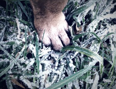 Paw On Green Grass