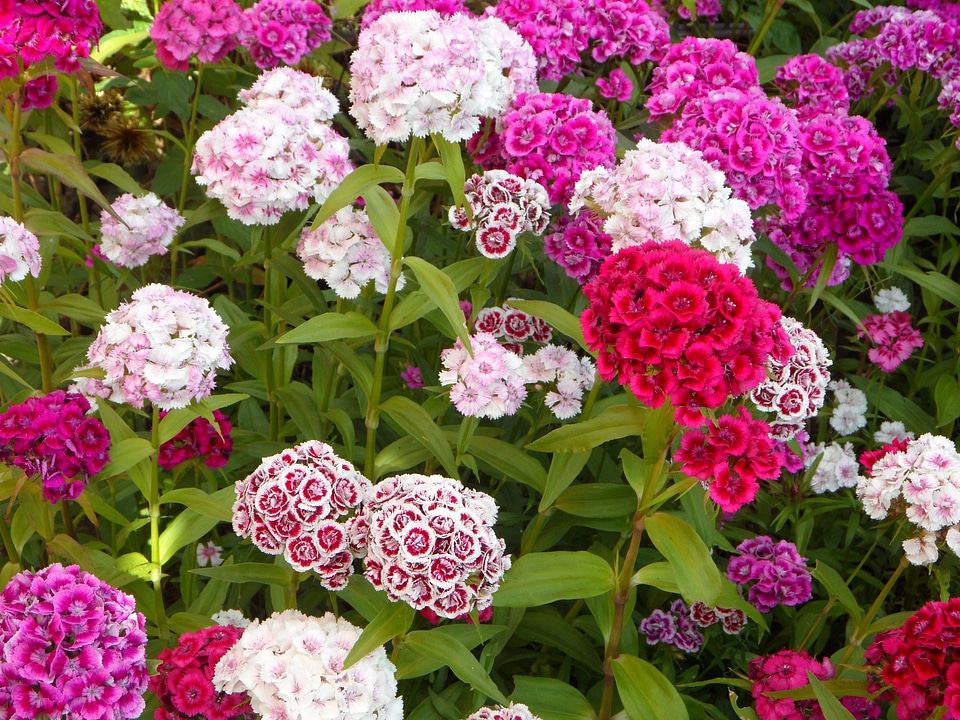 Bloom pink flowers